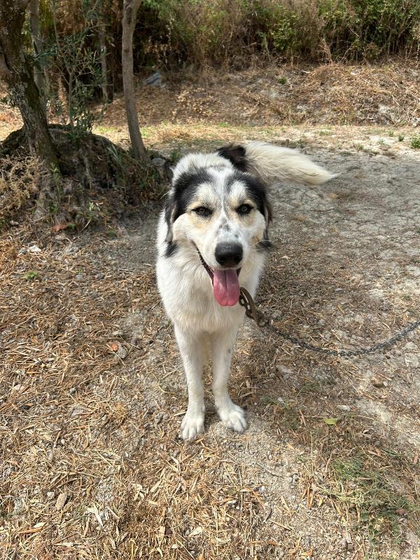 PABLO VIVO LEGATO A CATENA!!!! CONDIVIDI, OSPITAMI, ADOTTAMI!!! AIUTAMI!!! 🚨  Foto 4